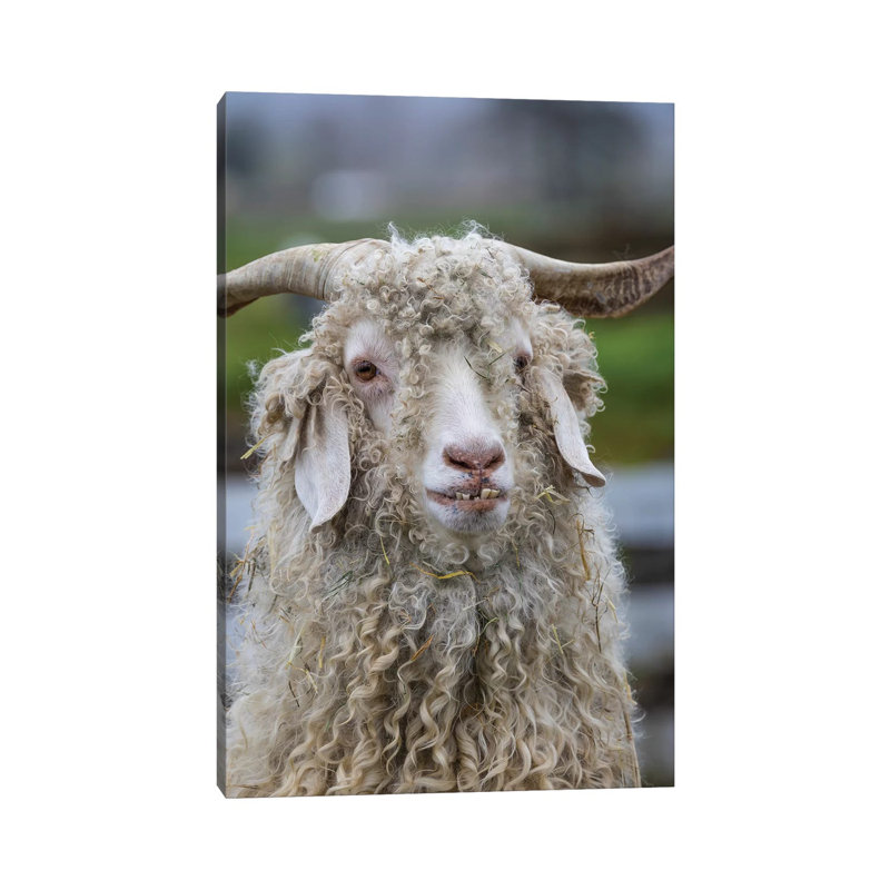 USA, Oregon. Old Goat Close-up. by Jaynes Gallery - Wrapped Canvas Gallery-Wrapped Canvas Giclée, 101.6cm H x 66.04cm W