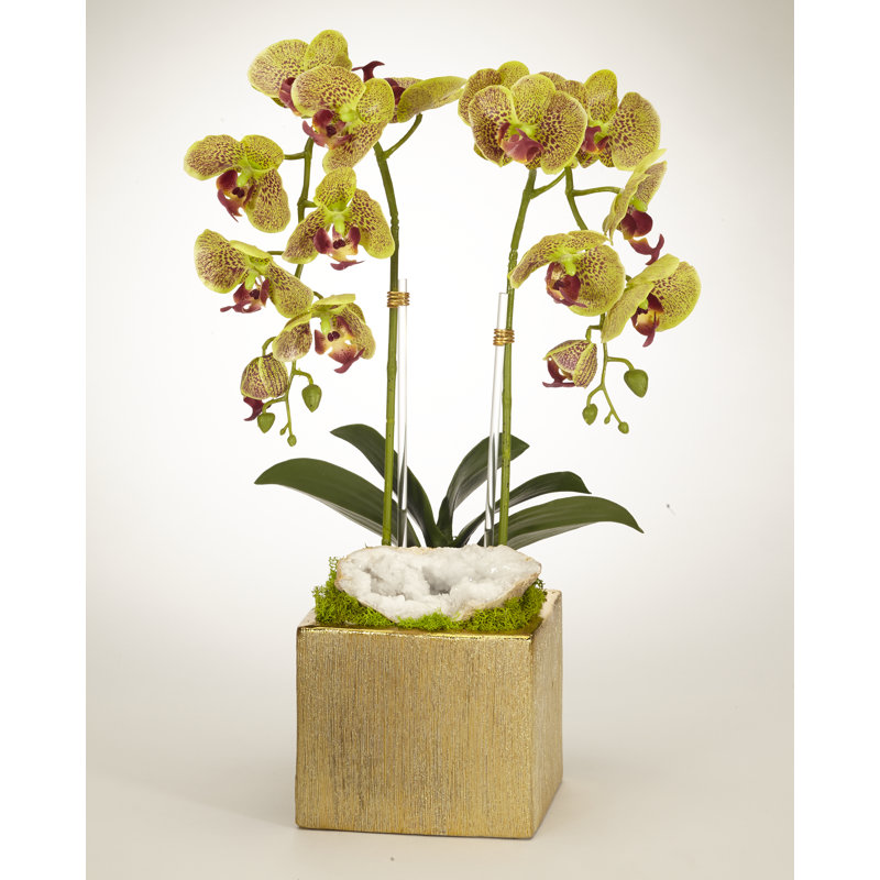 Orchidée en pot, Vert