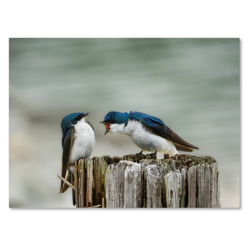 «Angry Swallows», reproduction de photo sur toile tendue Vidur, H 18 po x l 24 po