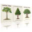 Plantes et fleurs Kapok arbre japonais cèdre Banyan ensemble de 3 impressions sur toile-828267724