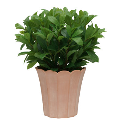 Laurier de 61 cm (24 po) en céramique terracotta claire mate