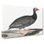 Guinea Fowl by Johan Teyler - Wrapped Canvas-55360600