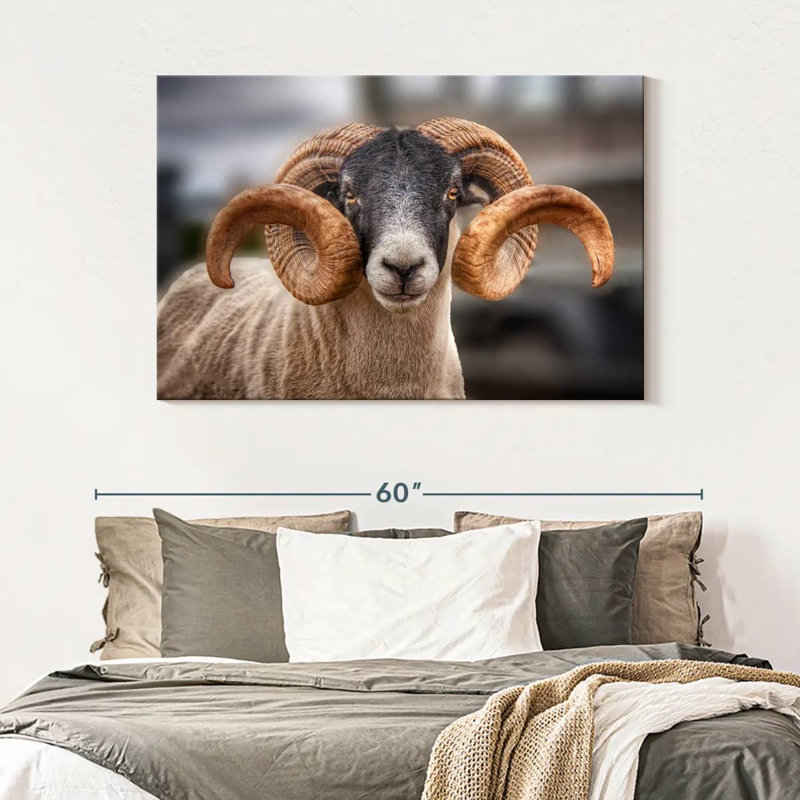 Brampt Scottish Blackface Ram, 32" H x 48" W