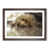 Walnut Framed selected