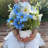 Mixed Floral Arrangements in Pot