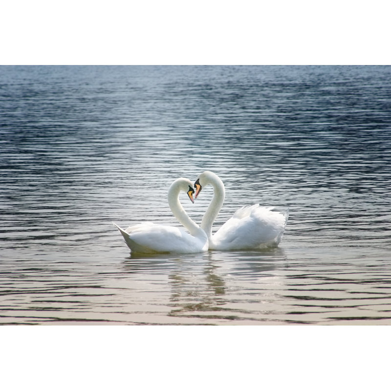 Loving Swans by Dwphotos - Wrapped Canvas Print, 81cm H x 122cm W x 3.8cm D