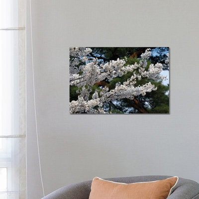 Cherry Blossom Flowers Against Pine Tree, Hiraizumi, Iwate Prefecture, Japan I by Panoramic Images - Wrapped Canvas Print