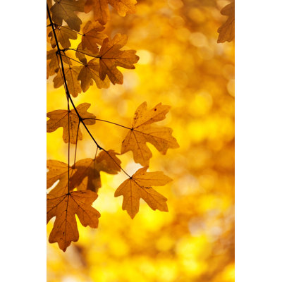 Maple Leaves by Jasmina007