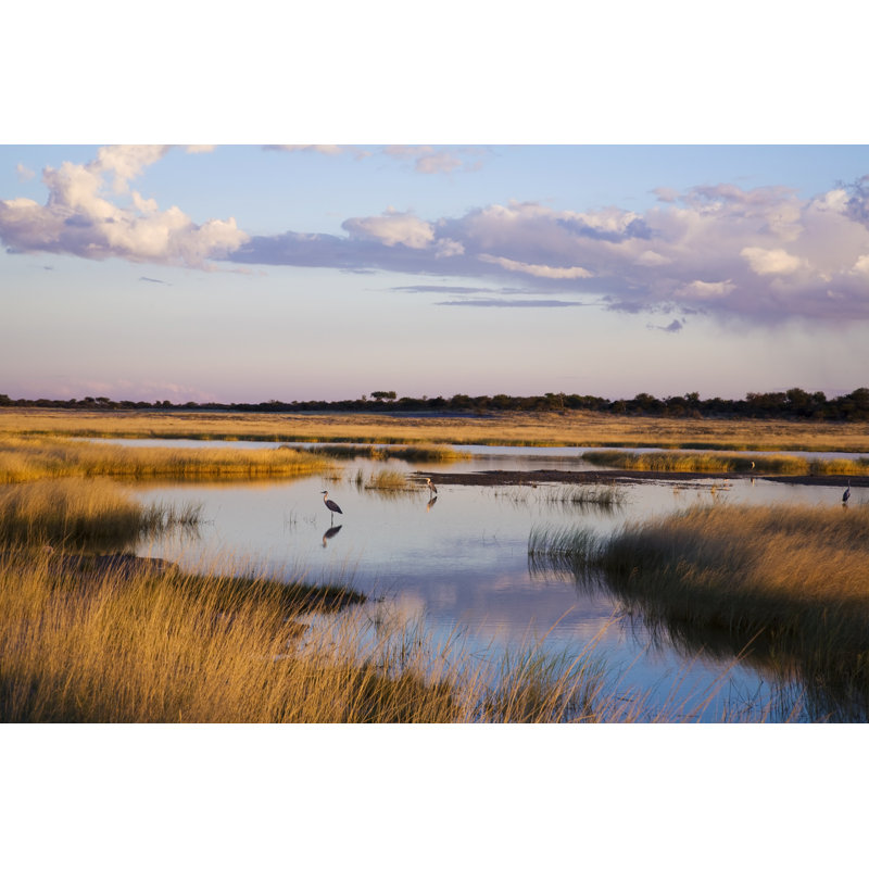 Etosha Landscape - Wrapped Canvas Print, 81cm H x 122cm W x 3.8cm D