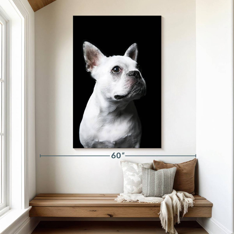 Bouledogue français blanc Brampt, H 51 po x l 34 po