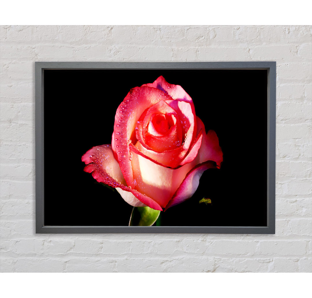 Pink Passion Rose - Einzelner Bilderrahmen Kunstdrucke auf Leinwand