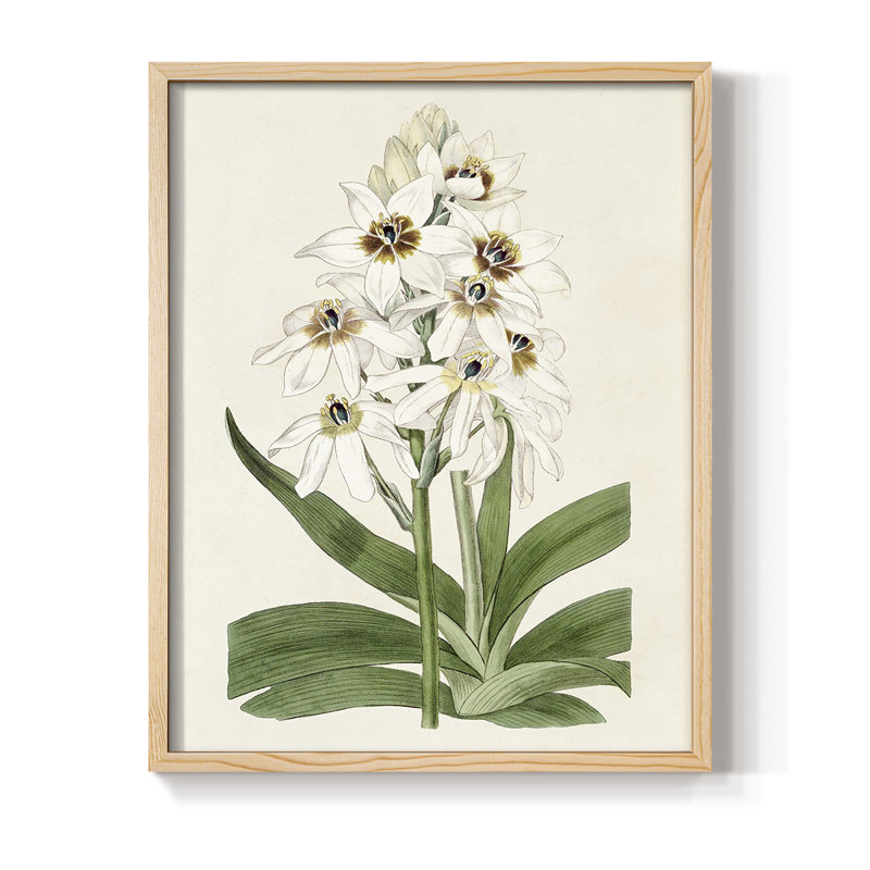 «Flore Albo I», reproduction encadrée - bois massif, H 11 po x l 9 po