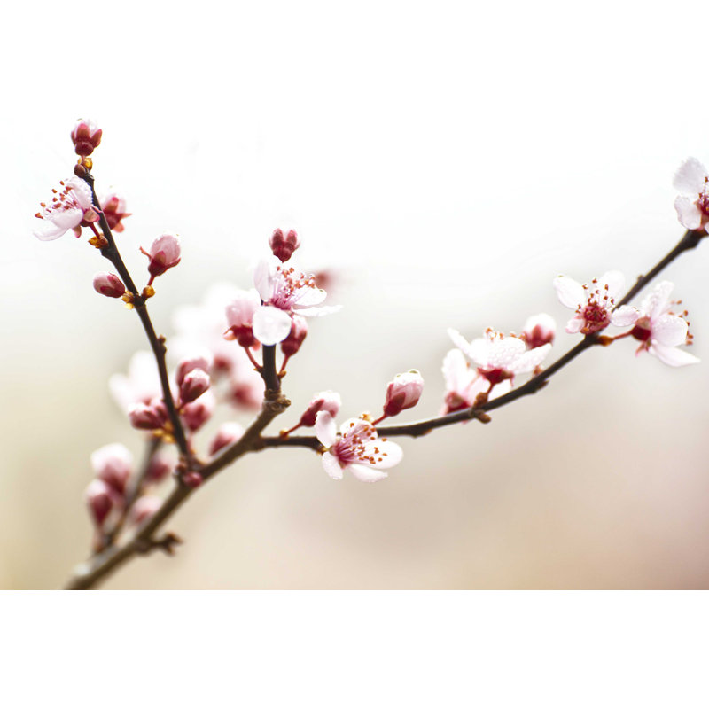 Étude de fleurs de cerisier I, H 8 po x l 12 po