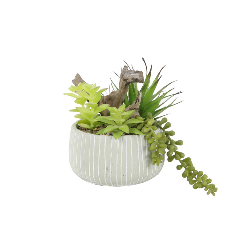 Plante de 8,25 po Kimbrough