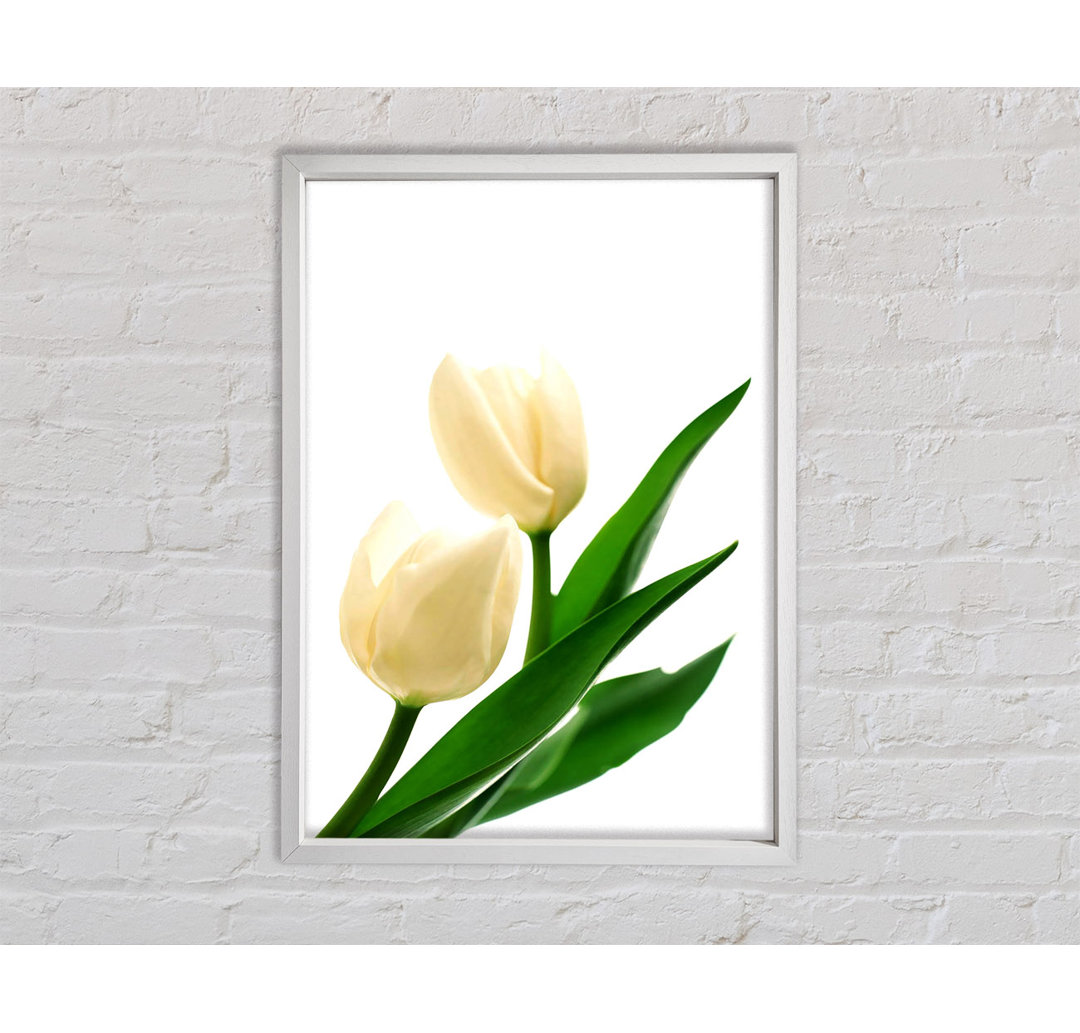 Glasbild White Tulips