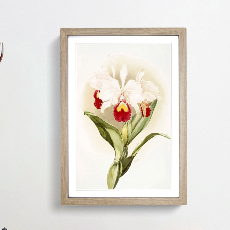 Magnolia Flowers Illustration Tab. 46 by Frederick Sander - Picture Frame Painting Print, 76cm H x 50cm W x 2cm D, Oak