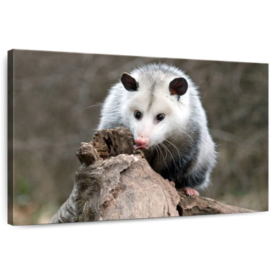 Bramble opossum
