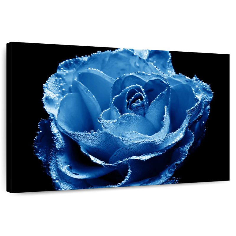 Harnek Misty Blue Rose, H 24 po x l 36 po