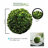 Boxwood Topiary