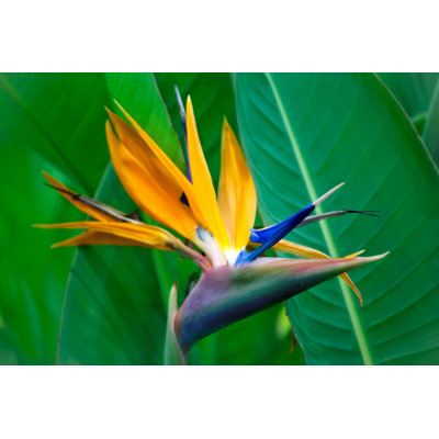 " Strelitzia Reginae Flower " by Tatianamironenko