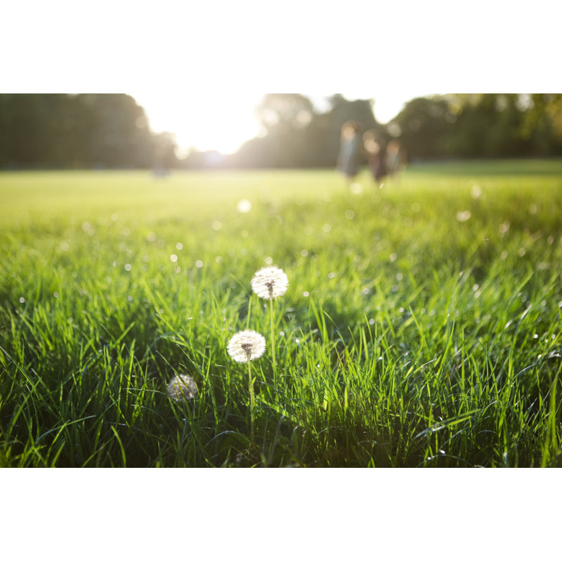 Coucher de soleil dans le parc par Designs compensations, H 20 po x l 30 po