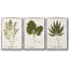 Ensemble de 3 pièces botaniques encadrées sur toile Nature-97709031-97709035