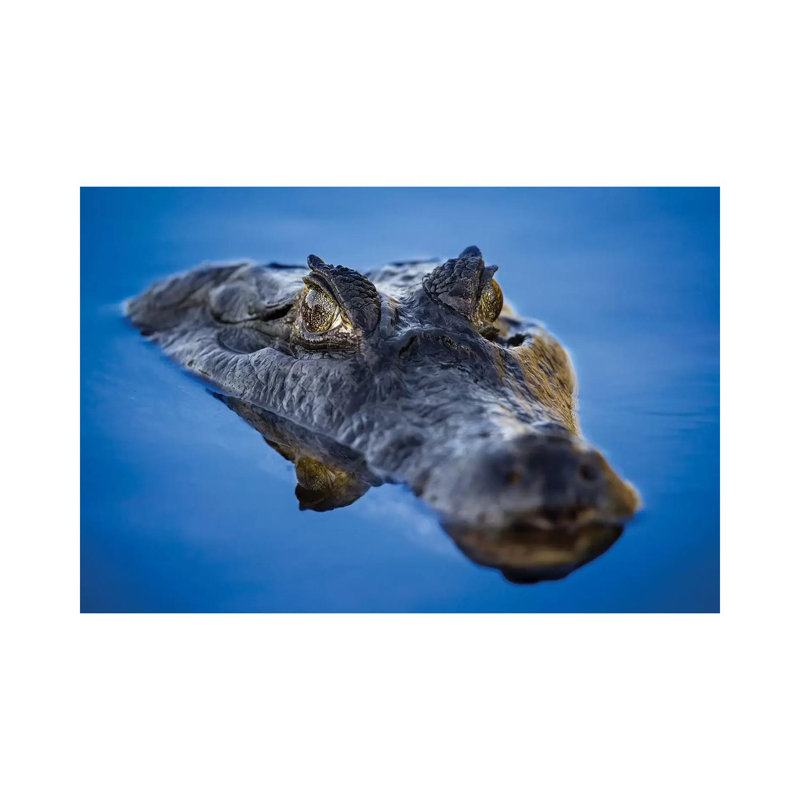 Caiman Reflection Pantanal by Mogens Trolle - Wrapped Canvas Print, 66.04 cm H x 45.72 cm W x 1.91 cm D