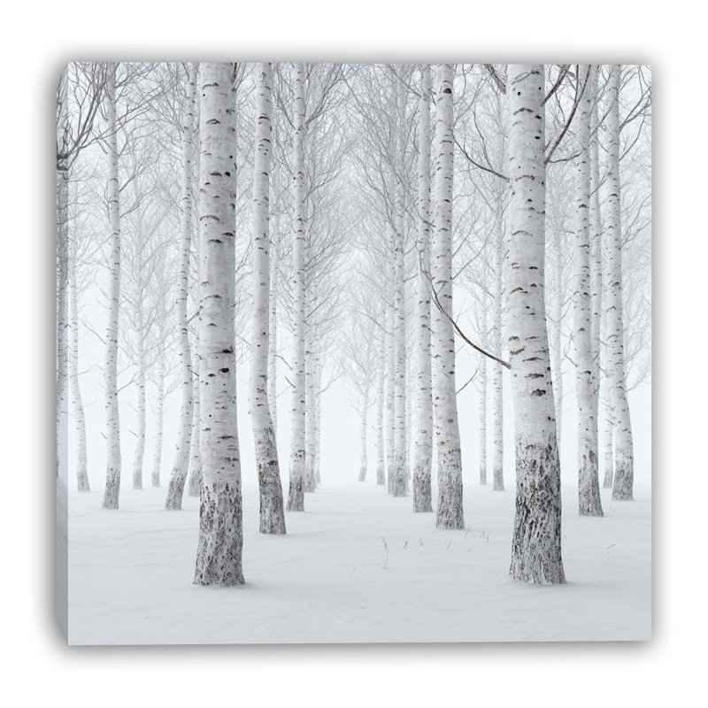 Art mural sur toile Misty Birch Grove, H 20 po x l 20 po