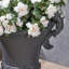DELNE DELPHINE-212481135