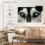 Husky Brampt aux yeux du ciel-107695371