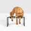 Acrylic Double Bowl Elevated Pet Feeder-146221154
