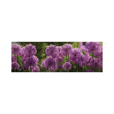 Close-Up Of Purple Puffball Allium Flowers - Wrapped Canvas Panoramic Print