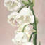 Fleurs de muguet - feuilles, chambre à coucher, reproduction encadrée