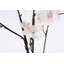 Vaporisateurs de fleurs cerises-218926023