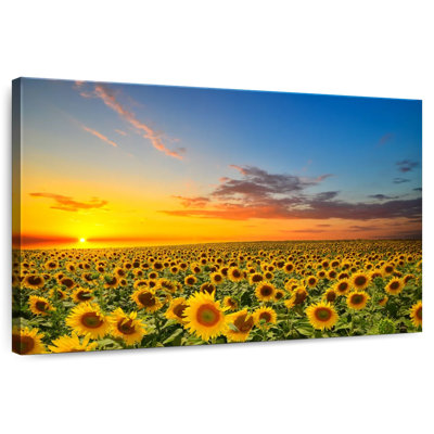 Alvord Sunflower Field Twilight