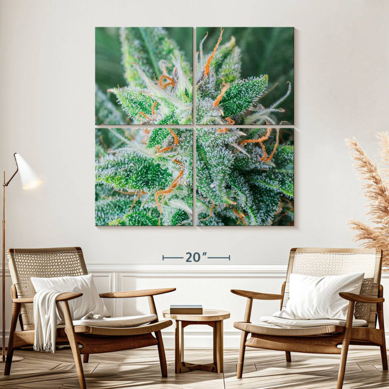 Cannabis Trichomes And Pistils