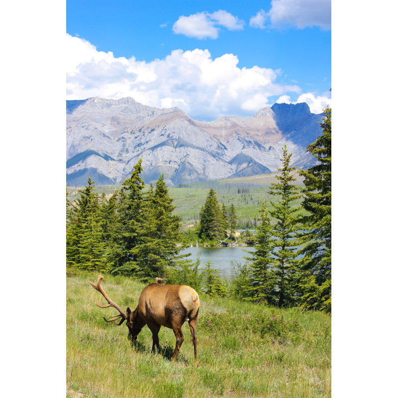 Elk grazing in Jasper National Park 1 Piece Wrapped Canvas Wall Art, 30cm H x 20cm W