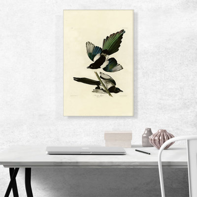 «American Magpie» par James Audubon, reproduction d'art sur toile tendue