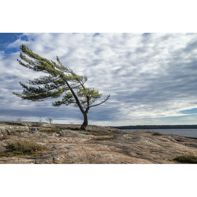 «Wind Swept Pine» par Darlenemunro - photographie sur toile tendue, H 20 po x l 30 po