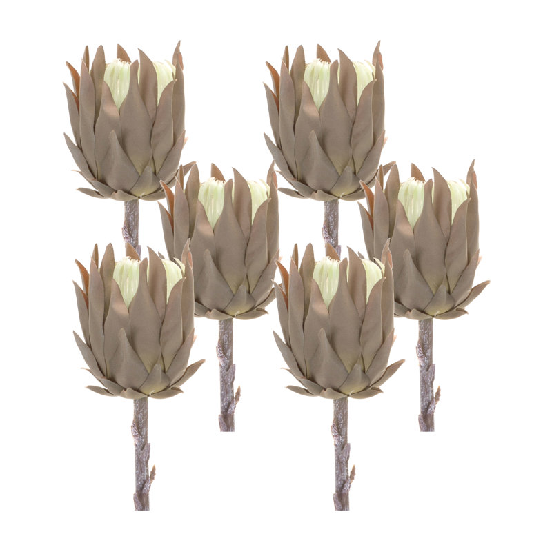 Protea Sprays, Brun