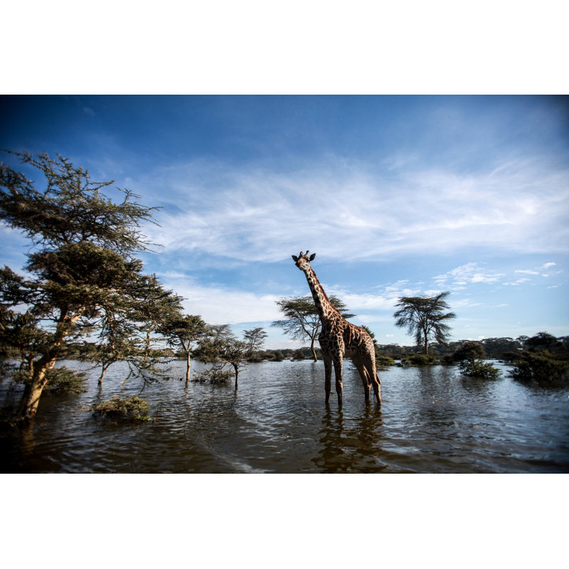 Young Giraffe - Wrapped Canvas Print, 51cm H x 76cm W