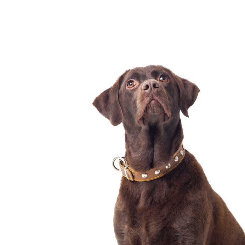 Labrador Retriever by Ozgurdonmaz