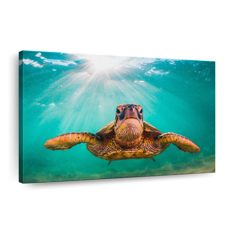 Tortue verte de Maui sur toile, H 30 po x l 45 po x P 1,25 po