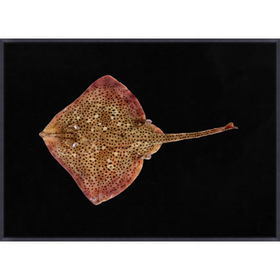 «Sp Spot Ray Fish» par Mat Sanders - Photographie à cadre flottant sur toile