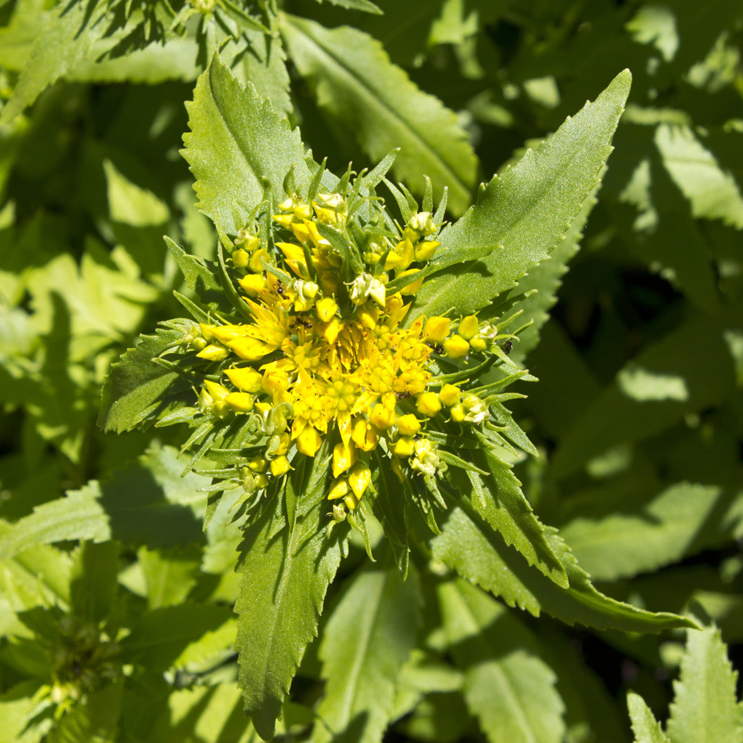 Rhodiola Rosea von Inventori - Kunstdrucke auf Leinwand