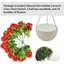 13.5cm Plant-2144995447