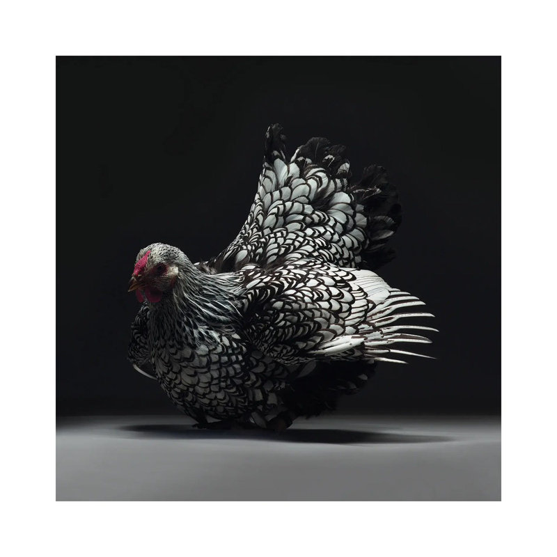 Wyandotte - Wrapped Canvas Print, 93.98 cm H x 93.98 cm W x 3.175 cm D