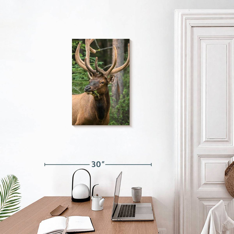 Brampt Wapiti Elk, 24" H x 16" W