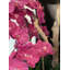 Orchidées olympiennes Phalaenopsis dans un vase-90764542-90764543