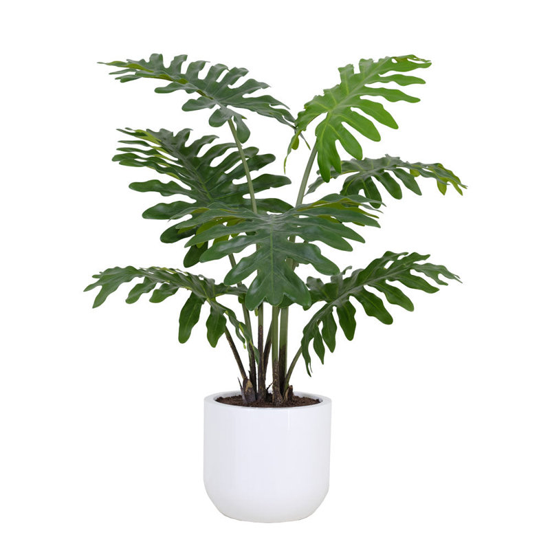 POT DE PLANTES PHILODENDRONS 3 PIEDS